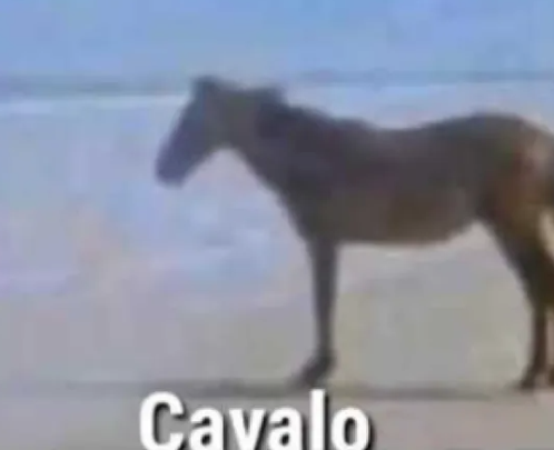 Cavalo Sound